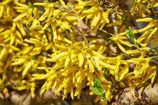 Branches of a blooming Forsythia x intermedia Zabel (Border Forsythia) with beautiful yellow flowers. Yellow Forsythia blossoms in spring