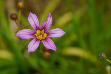 小さくて可愛い野花
