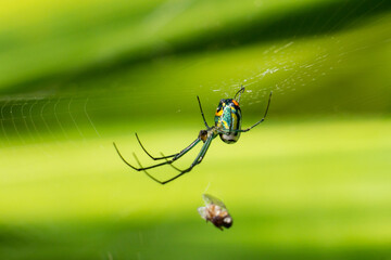 A colorful Mabel Orchard Orbweaver spider (Leucauge argyrobapta) hanging upside down from it's web with a caught fly. Stuart, Florida, USA.