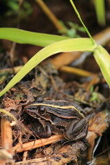 用水路のカエル