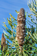 The cone or flower spike of Australian Swamp Banksia or Banksia Robur