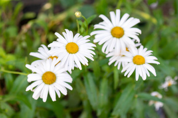 Selective focus shot of great white daisies.