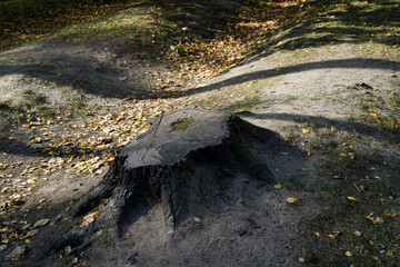 Fototapeta na wymiar Tree stump in the forest