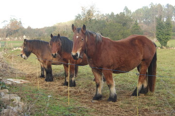 Caballos en el campo, en Asturias (Espa&ntilde;a) 