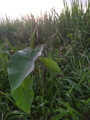leaves on the ground