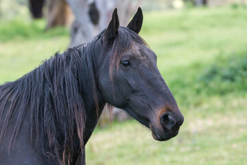 Obraz premium brown horse portrait