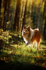 Fluffy sable color Sheltie dog in summer sunset forest.