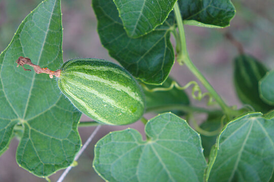 pointed gourd on tree in farm