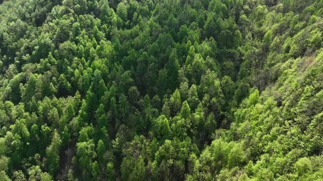 Flight above dense lush forest in Italian mountain alp hillside - drone