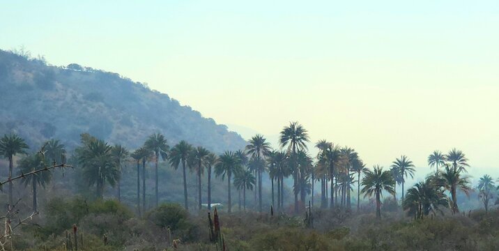PARQUE NACIONAL PALMAS DE OCOA CHILE 