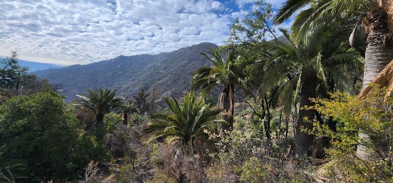 PARQUE NACIONAL PALMAS DE OCOA CHILE 