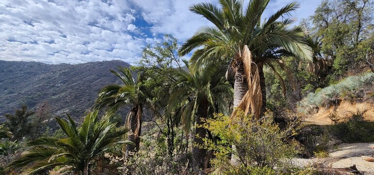 PARQUE NACIONAL PALMAS DE OCOA CHILE 