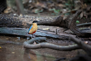 Blue-winged Pitta (Pitta moluccensis) in rainforest