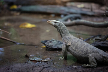 Bengal Monitor Lizard (varanus bengalensis) or common Indian monitor lizard