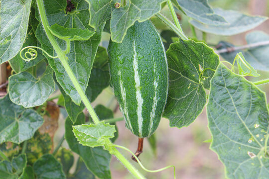 pointed gourd on tree in farm