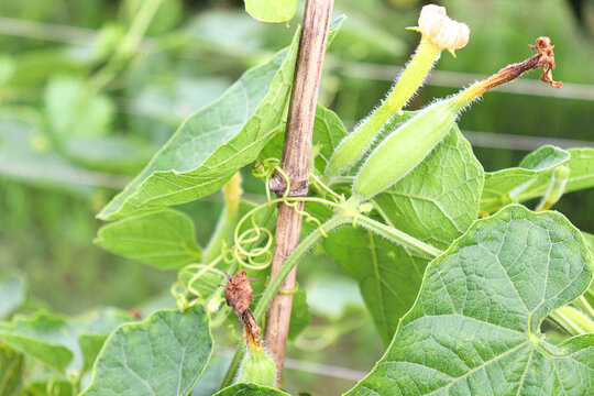 pointed gourd on tree in farm
