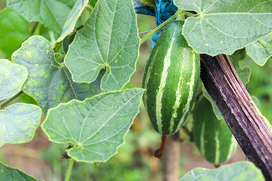 pointed gourd on tree in farm