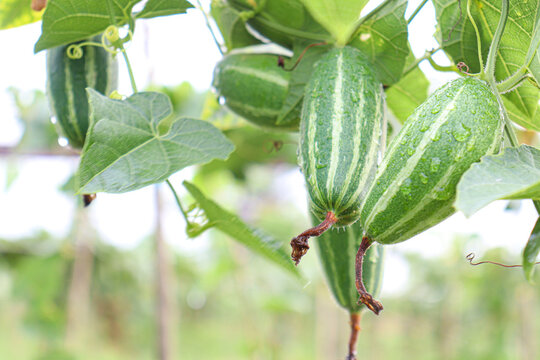pointed gourd on tree in farm