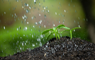 Watering garden background. Rain drops falling on spring wet flowerbed soil. Sprinkled water mist 