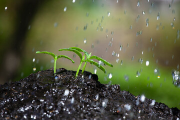 Watering garden background. Rain drops falling on spring wet flowerbed soil. Sprinkled water mist 