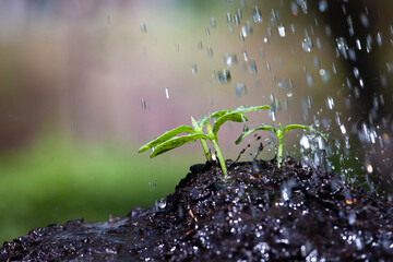Watering garden background. Rain drops falling on spring wet flowerbed soil. Sprinkled water mist 