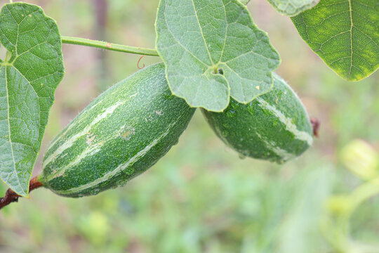 pointed gourd on tree in farm