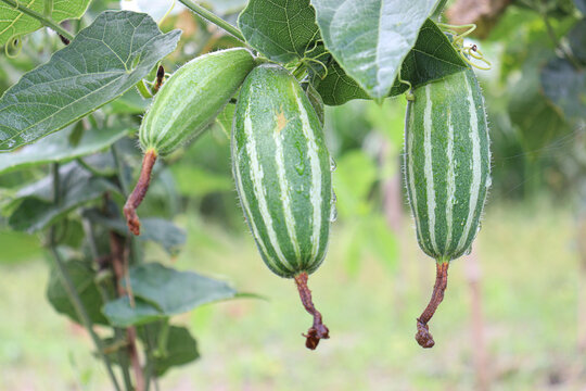 pointed gourd on tree in farm