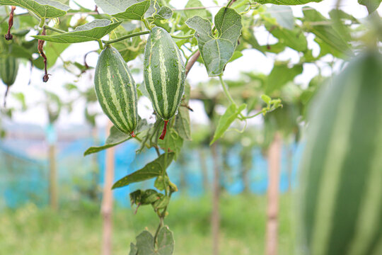 pointed gourd on tree in farm