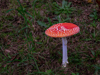 Russo Toadstool Alone