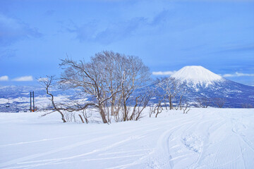 Obraz premium 春スキーのニセコスキー場、樹木と羊蹄山 