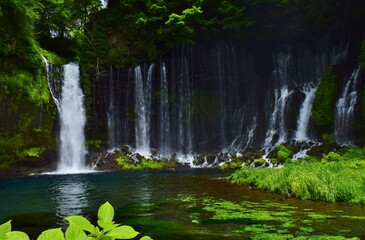 白糸ノ滝・静岡県  初夏の風景