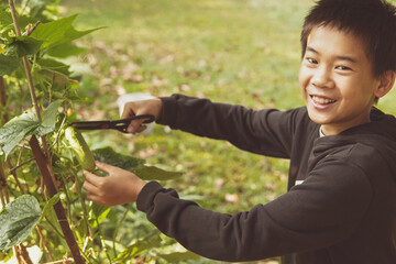Mixed Asian boy child harvesting fresh homegrown vegetables, eating healthy food, montessori learning, sustainable living, share community produce concept