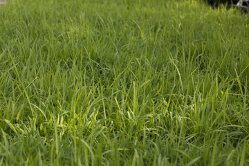 This is a picture of rice sprouts growing.