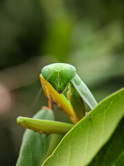 Obraz premium Rhombodera extensicollis is a species of praying mantises in the family Mantidae, found in Indomalaya.