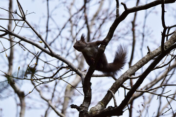 冬枯れの木に登るエゾリス