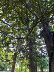 Fototapeta premium trees in the park