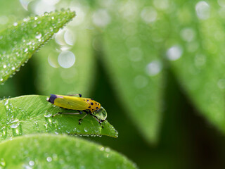 雨の雫を飲むツマグロオオヨコバイ