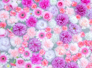 Flat lay of floating pink and white flowers on the surface of water, pastel pink background. Spring time and blossom