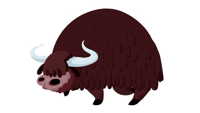 Yak cartoon animation. Brown colour isolated animal character from Asia or mainly Tibet. Seamless loop, alpha channel.