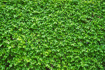 Green Leaves texture background wallpaper.