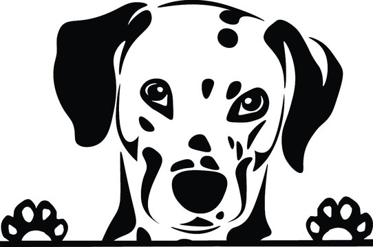 Dalmatian Peeking Dog Canine Pup Puppy Pet Mom Cute Paws Waiting Pooch Tongue Nose Face Head Funny Animal