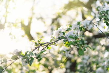 Beautiful white flowers on a branch of an apple tree against the background of a blurred garden. Apple tree blossom. Spring background