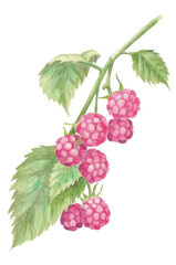 hand painted watercolor illustration of raspberry, isolated on white background