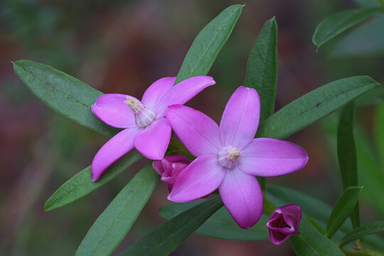 Australian Pink Wax Flower (Eriostemon australasius)