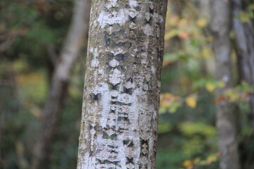 蝶ネクタイのような独特な模様が浮き出ている、木の幹