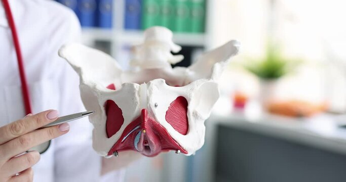 Doctor holds skeletal model of human pelvis