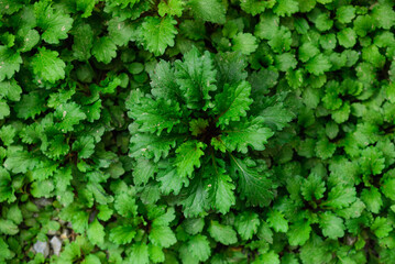 green leaves plant or vegetable on ground 