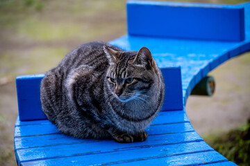 野良猫
