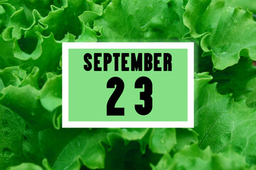 calendar date oncalendar date on the background of green lettuce leaves. September 23 is the...