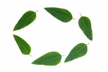 Eucalyptus leaves on white background. Circle leaf  frame